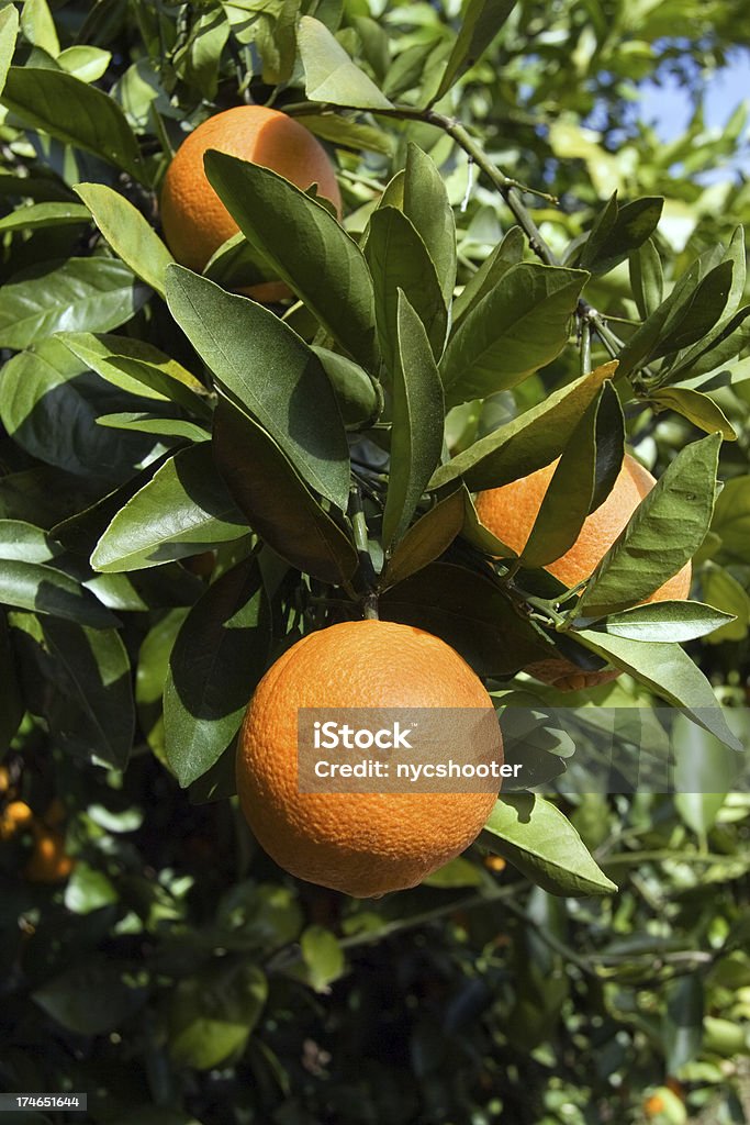 Close-up of fresh ripe orange on tree Close up of Ripe Florida orange hanging from Branch. Florida - US State Stock Photo