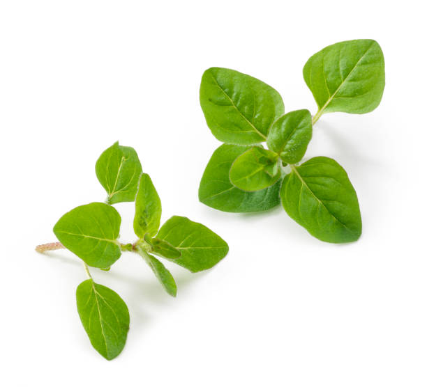 Oregano Pictures | Download Free Images on Unsplash