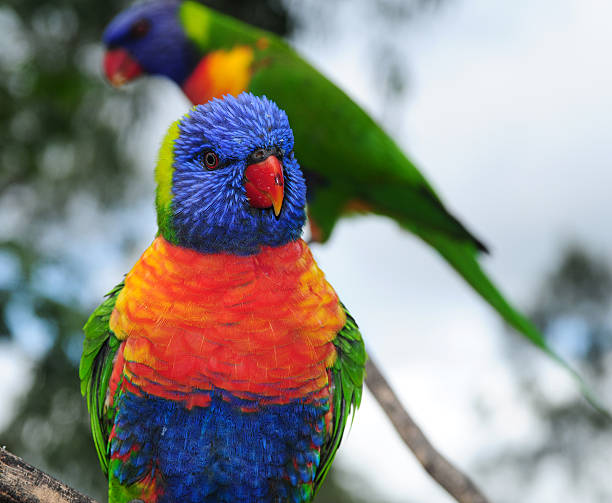 istock Rainbow Lorikeet in Sydney Australia 174652094