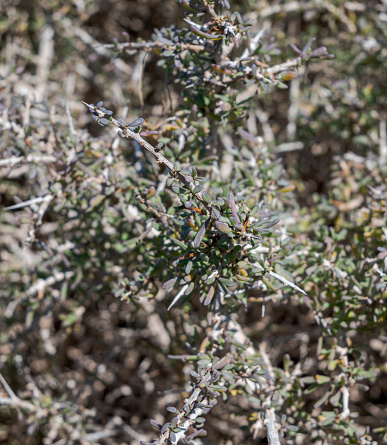 Southern boxthorn, Lycium intricatum. Photo taken in the Tabarca Island, province of Alicante, Spain
