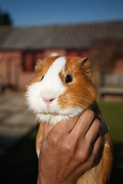 istock A hand holding a cute orange and white guinea pig. 174652165