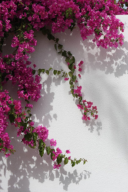 Flowers on the wall bougainvillea bougainvillea stock pictures, royalty-free photos & images