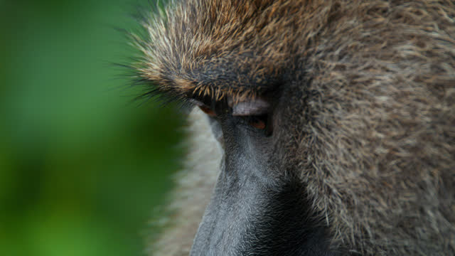 SLO MO Close-up shot of a baboon grooming another's fur