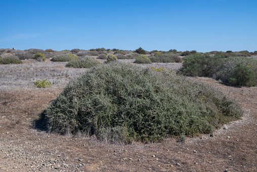 Southern boxthorn, Lycium intricatum. Photo taken in the Tabarca Island, province of Alicante, Spain