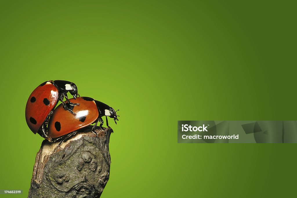 Amoroso sí ladybugs - Foto de stock de Apareamiento libre de derechos