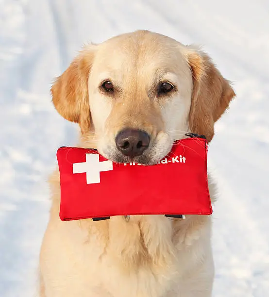 Golden Retriever in the snow holding First-Aid-Kit 
