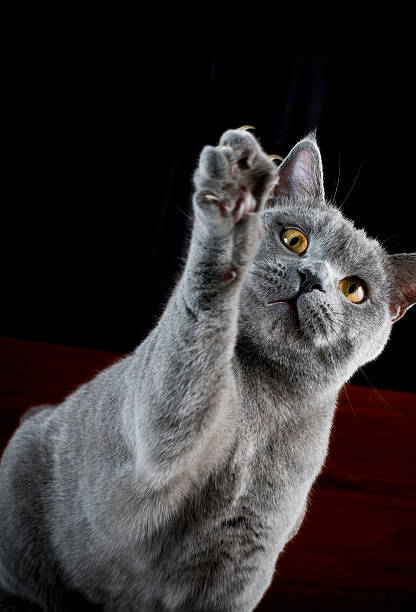 istock Cat british shorthair clawing the air 174652400
