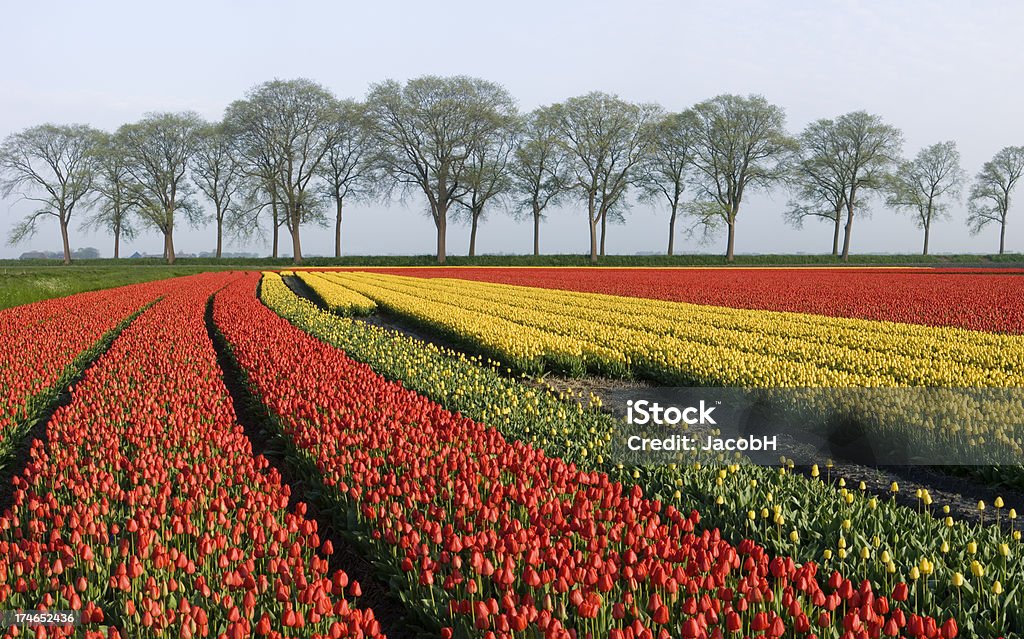 Tulipanes y árboles - Foto de stock de Agricultura libre de derechos