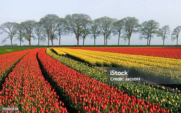 Tulipanes Y Árboles Foto de stock y más banco de imágenes de Agricultura - Agricultura, Aire libre, Ajardinado