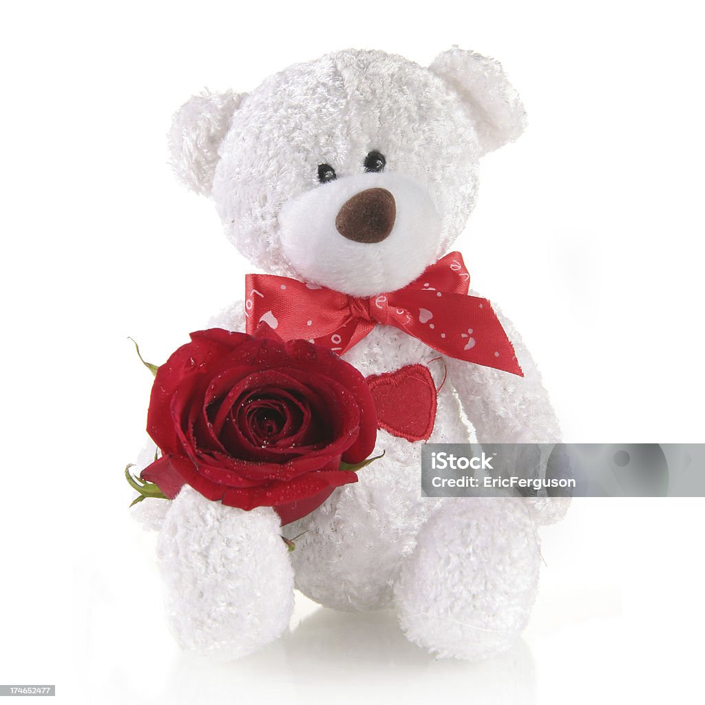 White Teddy Bear Holds Rose With Dew Stock Photo - Download Image ...