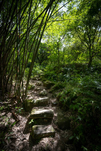 istock Trail pass by the beautiful bamboos,and sunlight shines between leafs, in Bengshankeng historical trail, New Taipei City, Taiwan. 1746525384