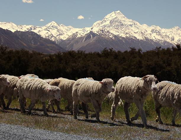 Mt Cook & Sheep stock photo