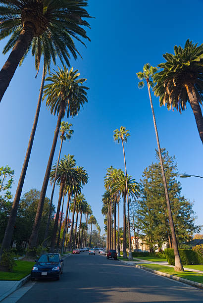 istock Beverly Hills residential street 174652661
