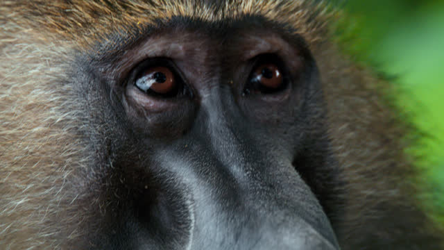 SLO MO A close-up shot of a baboon's head