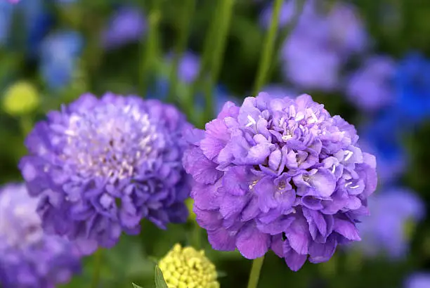 Blue Scabiosa