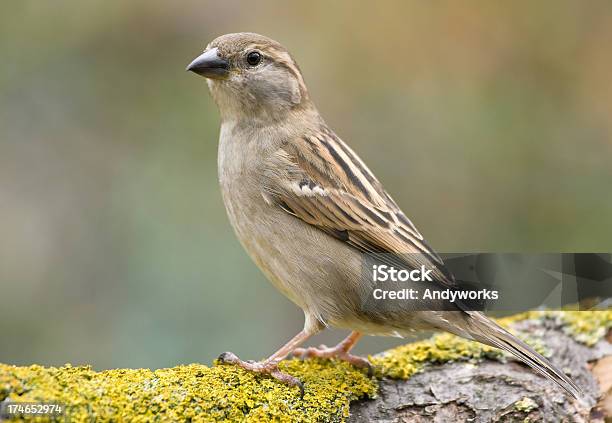 イエスズメpasser Domesticus - イエスズメのストックフォトや画像を多数ご用意 - イエスズメ, スズメ亜目, スズメ科