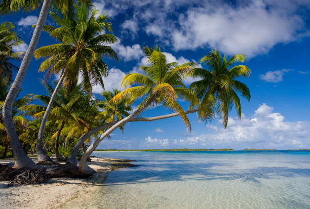 cook islands - south pacific ocean - south pacific ocean island polynesia tropical climate imagens e fotografias de stock