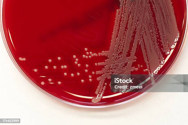 Bactérias Colónias - Fotografias de stock e mais imagens de Antibiótico - Antibiótico, Bactéria, Ciência