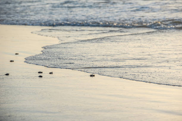 Kemp Ridley Turtle release at Padre Island National Seashore