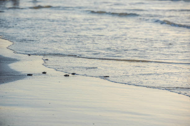 istock Kemp Ridley Turtle release at Padre Island National Seashore 1746530141
