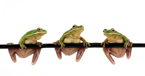 [url=http://www.istockphoto.com/file_search.php?action=file&lightboxID=5567247][img]http://farm4.static.flickr.com/3444/3232956101_b8e021a301.jpg?v=0[/img]\n\n[/url]