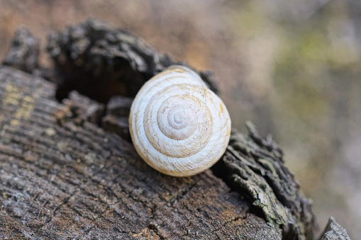 one small white snail shell lies on a gray wooden stump in nature