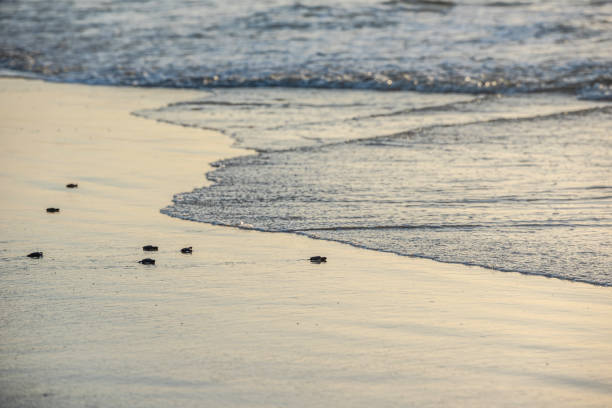 istock Kemp Ridley Turtle release at Padre Island National Seashore 1746530228