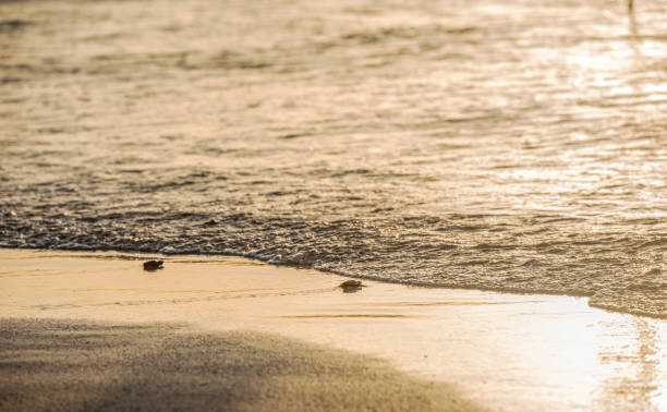 istock Kemp Ridley Turtle release at Padre Island National Seashore 1746530290