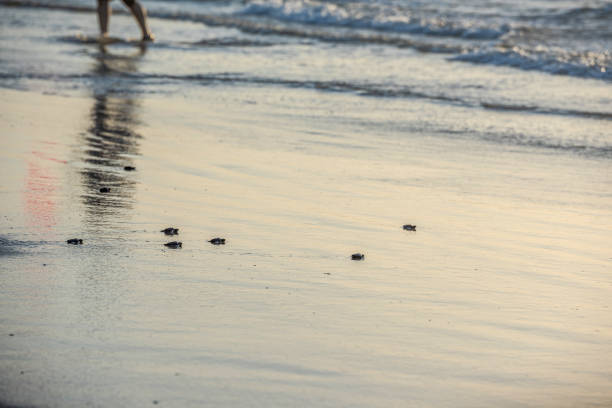 istock Kemp Ridley Turtle release at Padre Island National Seashore 1746530470