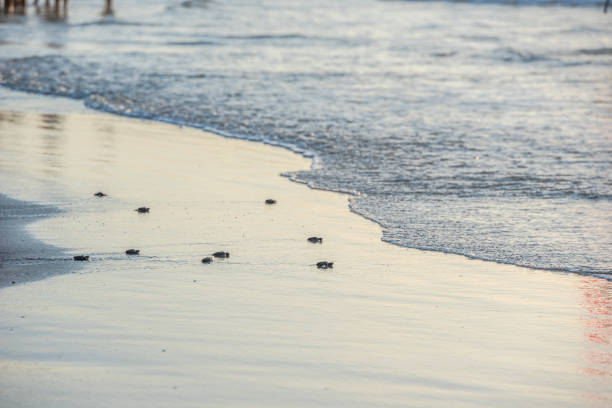 istock Kemp Ridley Turtle release at Padre Island National Seashore 1746532672