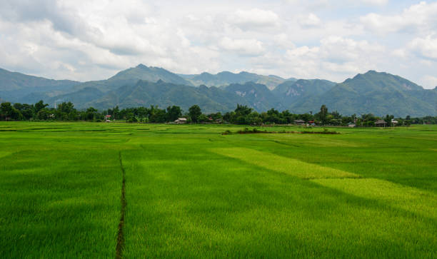 istock Rice field in Northern Vietnam 1746533994