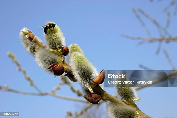 Willow Branch Foto de stock y más banco de imágenes de Aire libre - Aire libre, Animal, Azul