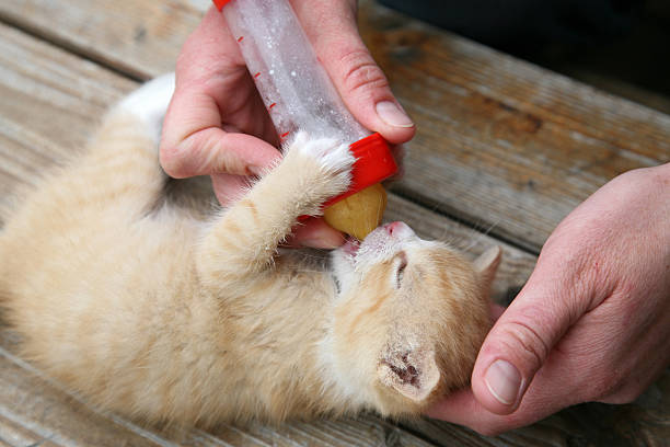 Baby cats feeding cats a Young with the bottle fed babysuche aufzucht stock pictures, royalty-free photos & images