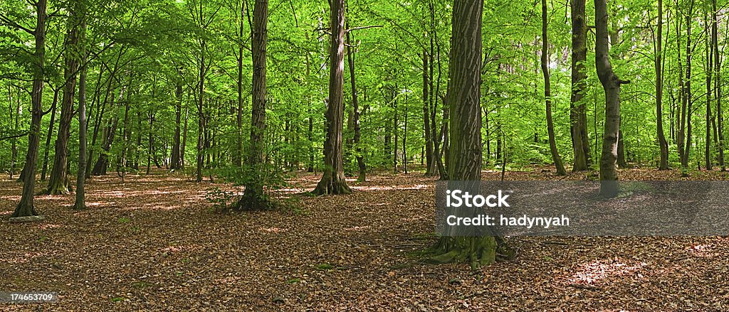 Bosque - Foto de stock de Aire libre libre de derechos