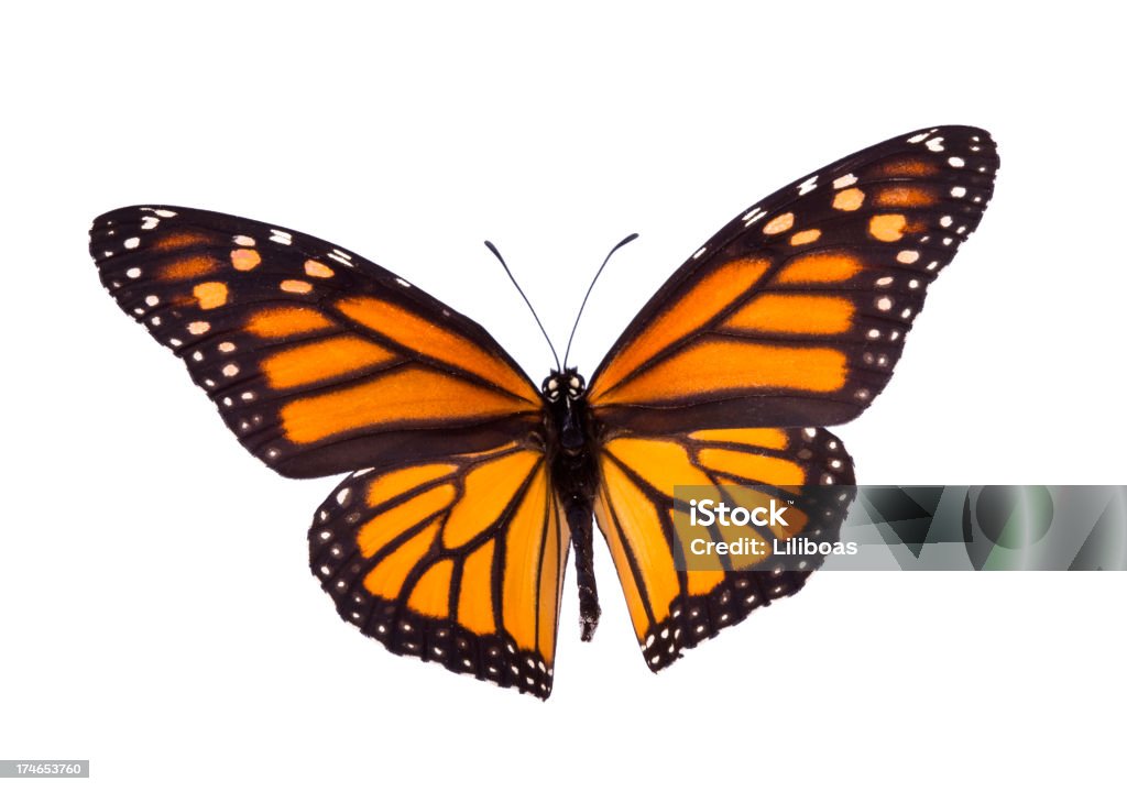 Monarch Butterfly - Zbiór zdjęć royalty-free (Bez ludzi)