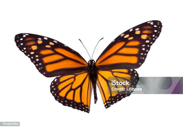 Monarch Butterfly - zdjęcia stockowe i więcej obrazów Bez ludzi - Bez ludzi, Białe tło, Część ciała zwierzęcia