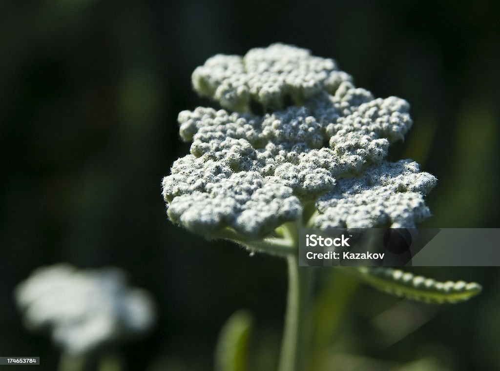 Qween Anne's lace (Achillea) "Blooming herb Qween Anne's lace,  yarrow,  (Achillea) on dark.Shallow DOF." Beauty Stock Photo