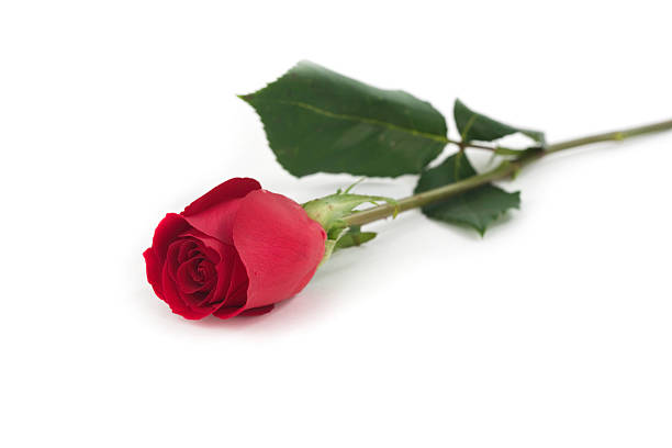 Isolated Red Rose stock photo