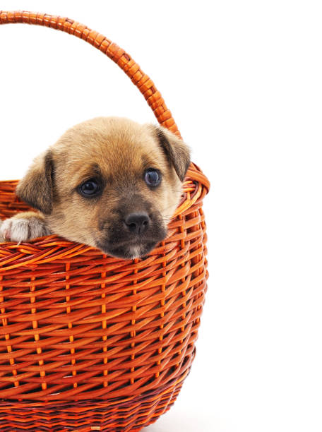 istock Puppy in a basket. 1746539420