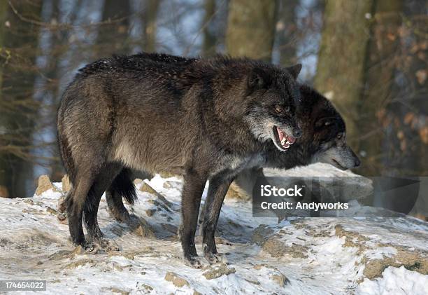 Aggressive Timberwolf Stockfoto und mehr Bilder von Aggression - Aggression, Fangzahn - Tierzahn, Fotografie