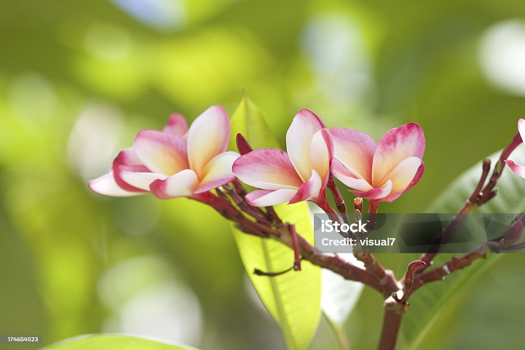 frangipanis - Foto de stock de Amarillo - Color libre de derechos