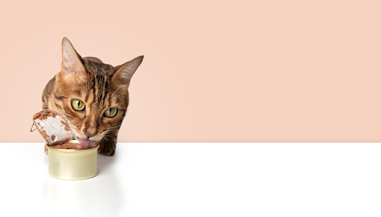 Bengal cat and an open can of wet cat food. Copy space.