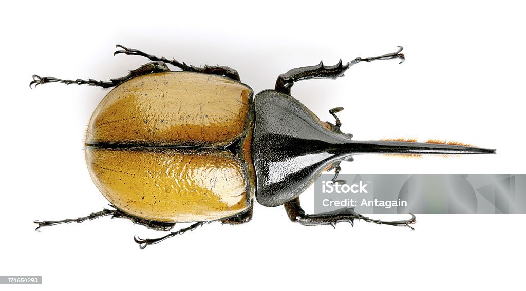 Escaravelho - Royalty-free Animal Foto de stock