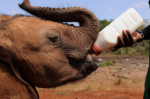 istock Baby Elephant Guzzling Milk 174654349