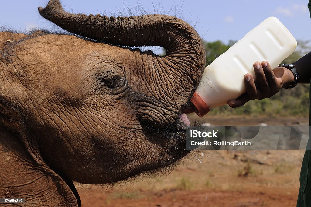 Baby Elephant Guzzling Milk "A baby elephant at a rehabilitation centre guzzles the milk offered by its handler. Taken in Nairobi, Kenya." Elephant Stock Photo