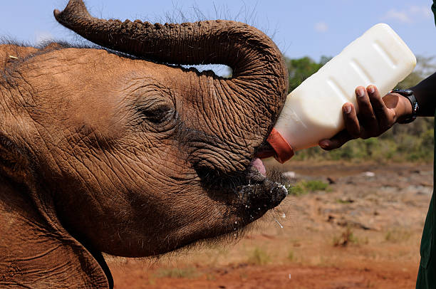 Baby Elephant Guzzling Milk "A baby elephant at a rehabilitation centre guzzles the milk offered by its handler. Taken in Nairobi, Kenya." guzzling stock pictures, royalty-free photos & images