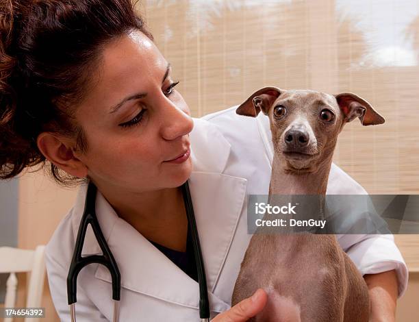 Tierarzt Mit Einem Greyhound Stockfoto und mehr Bilder von Greyhound - Hunderasse - Greyhound - Hunderasse, Tierarzt, Hund