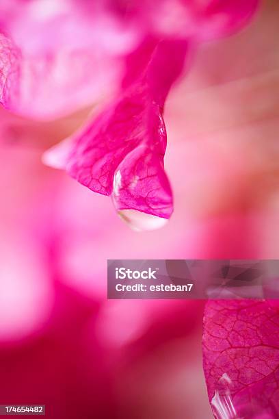Bugambilia Stock Photo - Download Image Now - Beauty, Beauty In Nature, Bougainvillea
