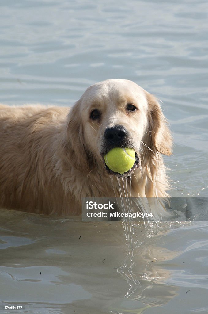 Golden Retriever recuperación - Foto de stock de Agua libre de derechos