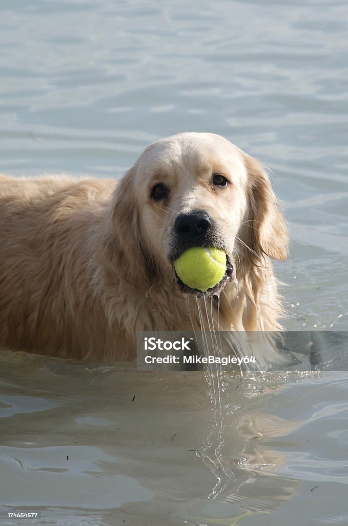 Golden Retriever Retrieving A Golden Retriever picks up his dripping tennis ball from the ocean. Animal Stock Photo